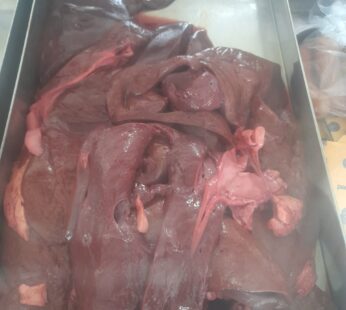 Ox Liver/Isibindi senkomo (KwaHlophe Unit J)